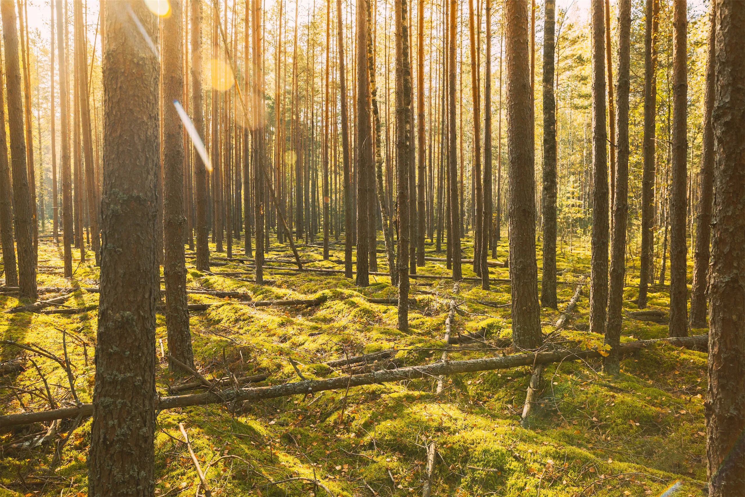 A beautiful picture of the sun lighting up the forest